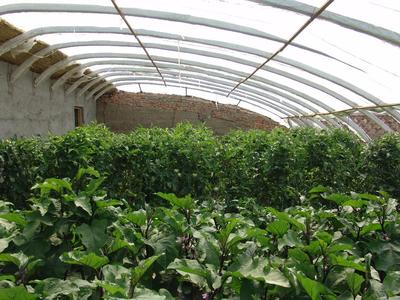 供應黃瓜種植大棚與日光溫室大棚的技術開發(fā)與應用